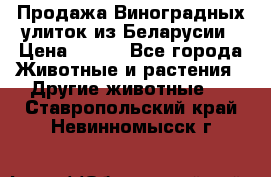 Продажа Виноградных улиток из Беларусии › Цена ­ 250 - Все города Животные и растения » Другие животные   . Ставропольский край,Невинномысск г.